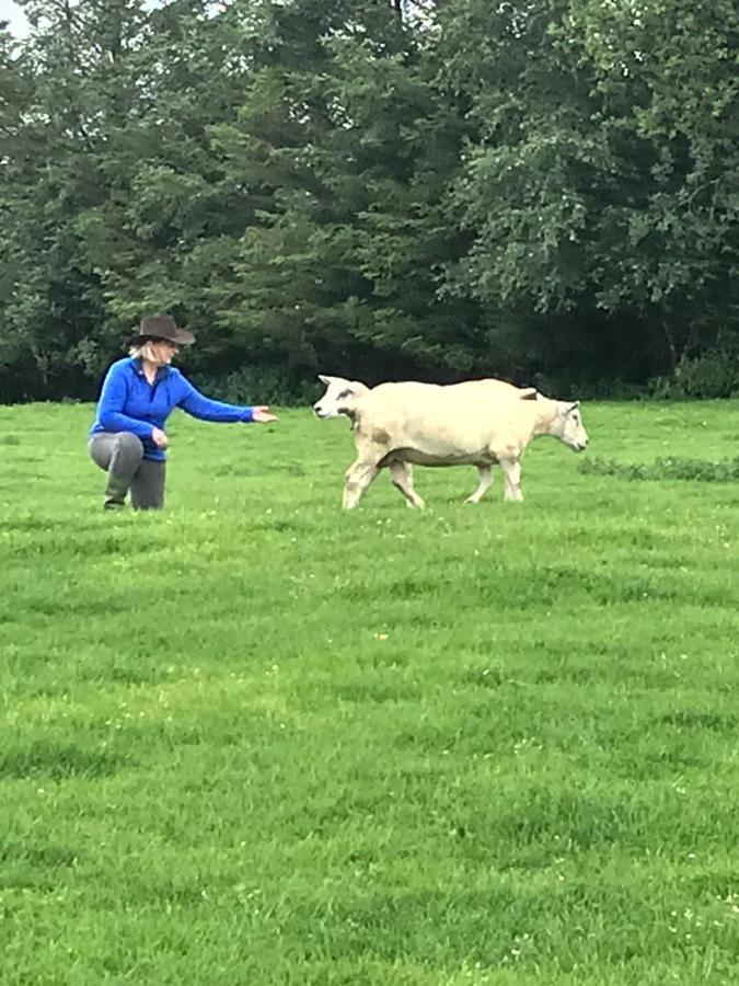 The Snuggly Sheep Shepherd Hut Farm Stay Ballyshannon Zewnętrze zdjęcie