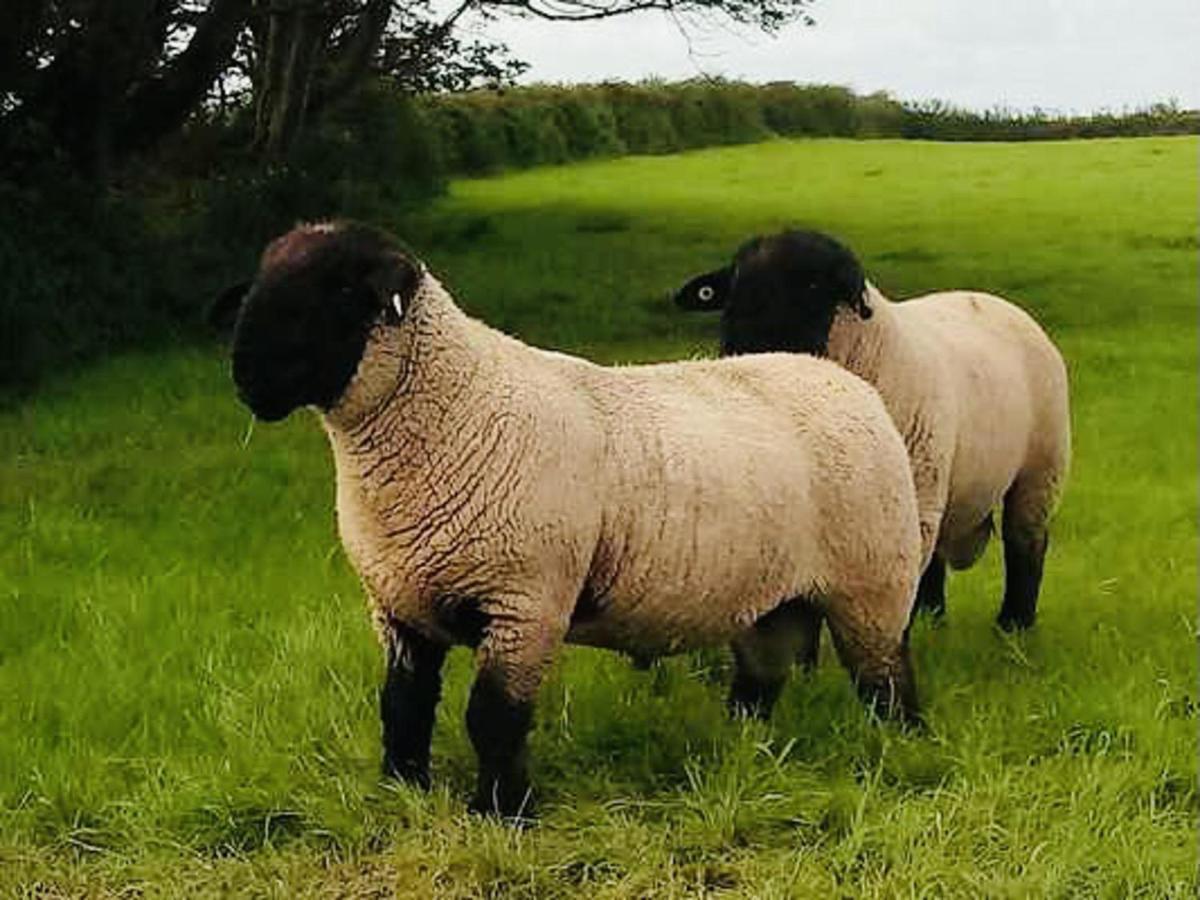 The Snuggly Sheep Shepherd Hut Farm Stay Ballyshannon Zewnętrze zdjęcie